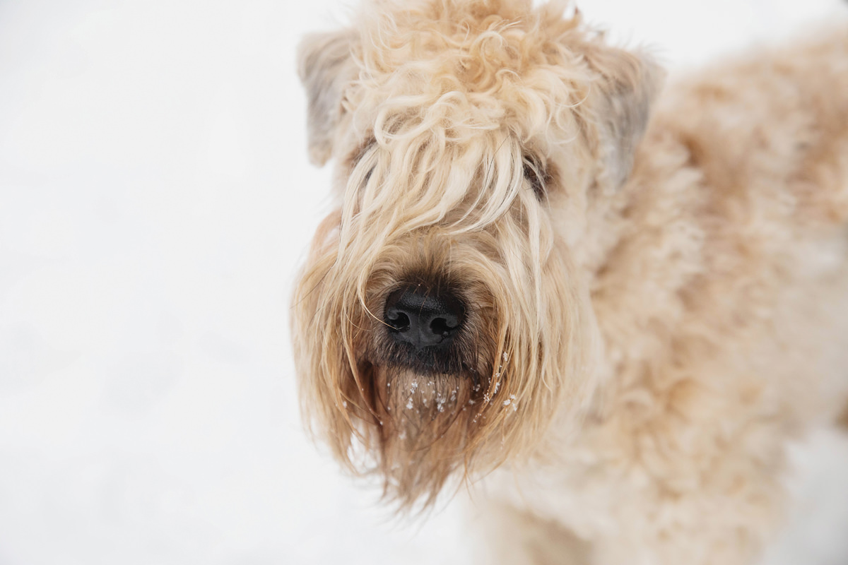 dog photographer Edmonton