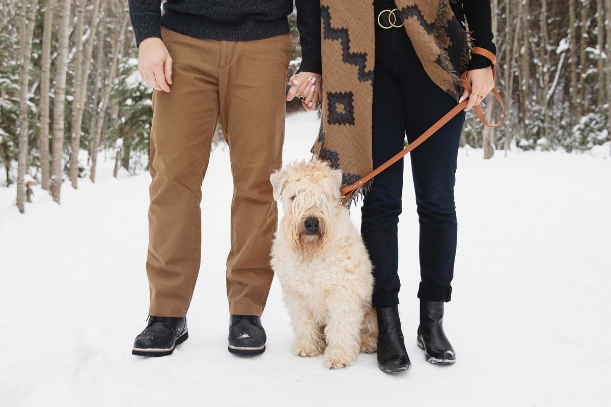 dog photographer Edmonton